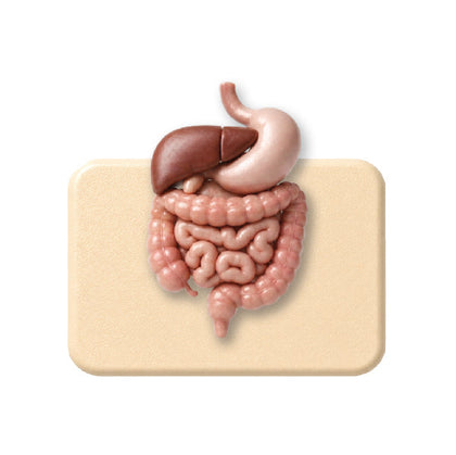 Digestive Health