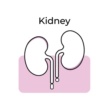 Kidney Health