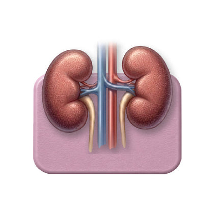 Kidney Health
